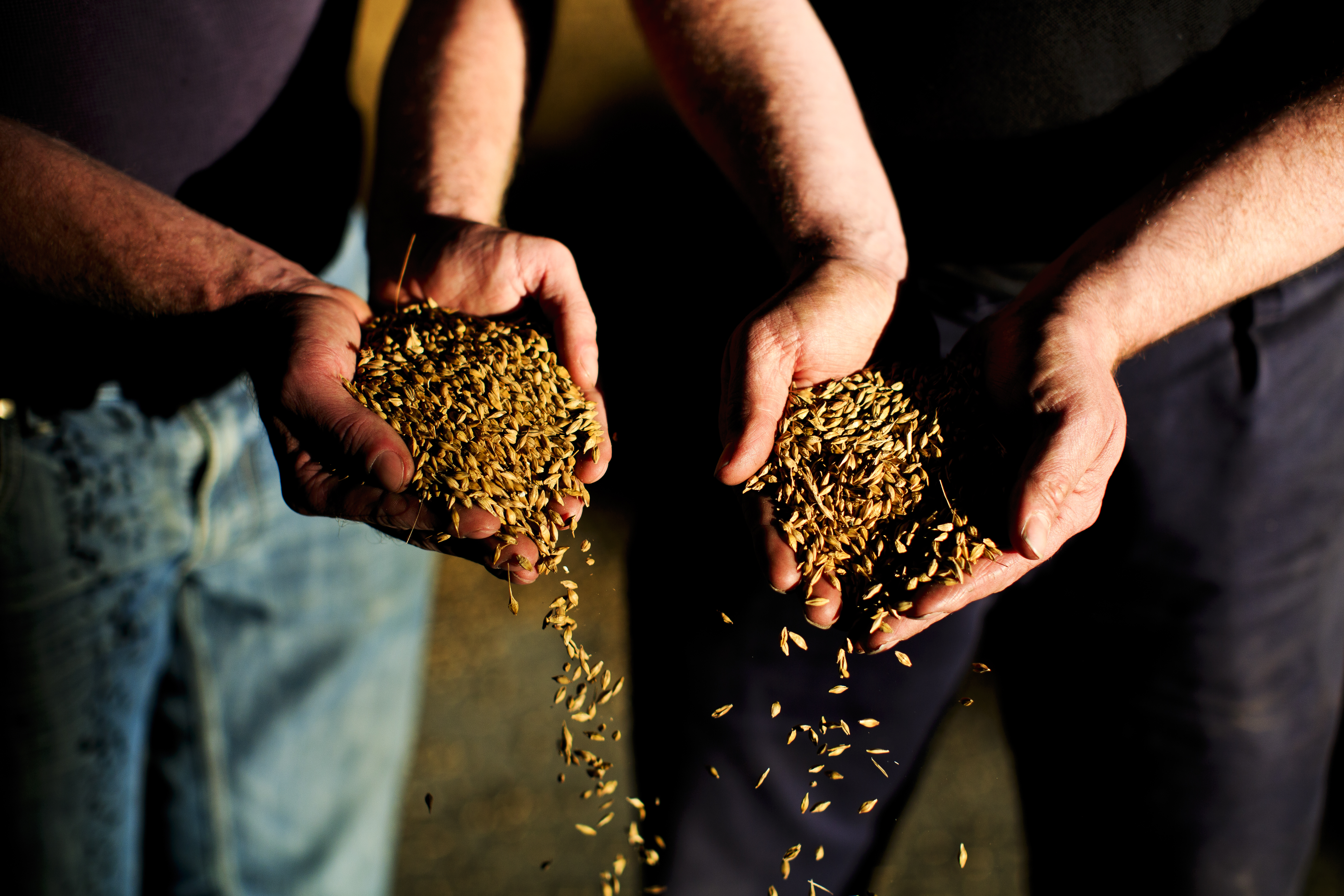 Chivas Brothers partners with Bairds Malt and Scotgrain to establish sustainable agriculture programme with Scottish farmers